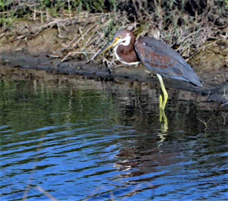 wading bird